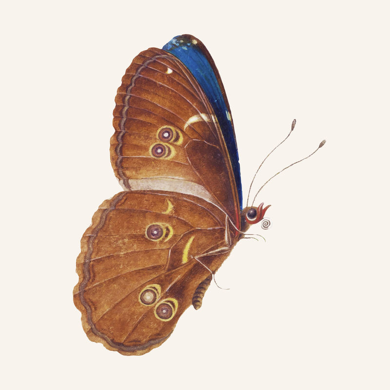 棕色蝴蝶复古插图矢量的细节