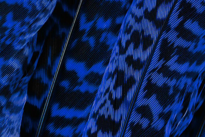 深蓝色卡拉西亚斑马叶背景