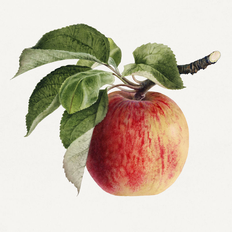 复古苹果插图模型