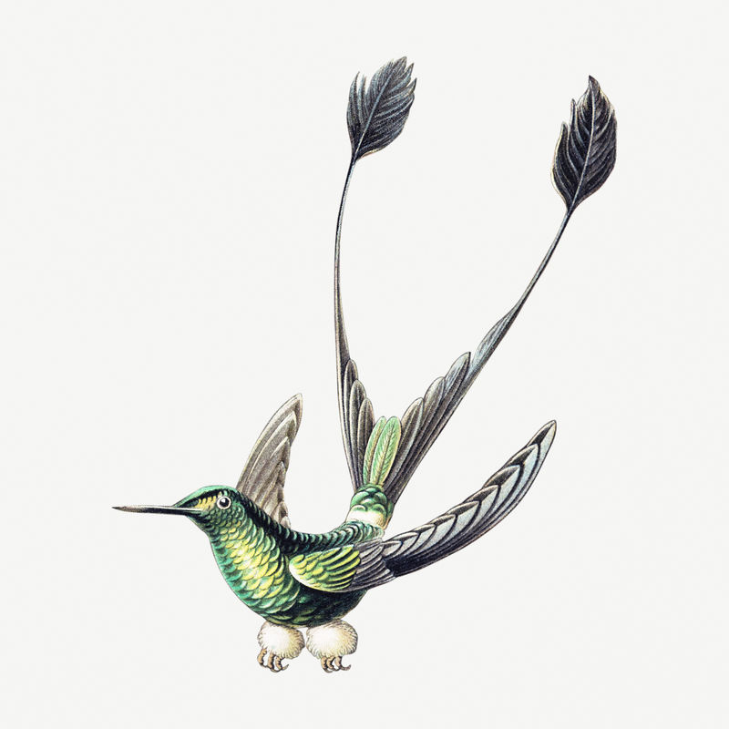 彩色复古蜂鸟插画