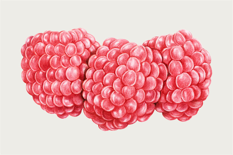 三个树莓矢量彩色铅笔手绘