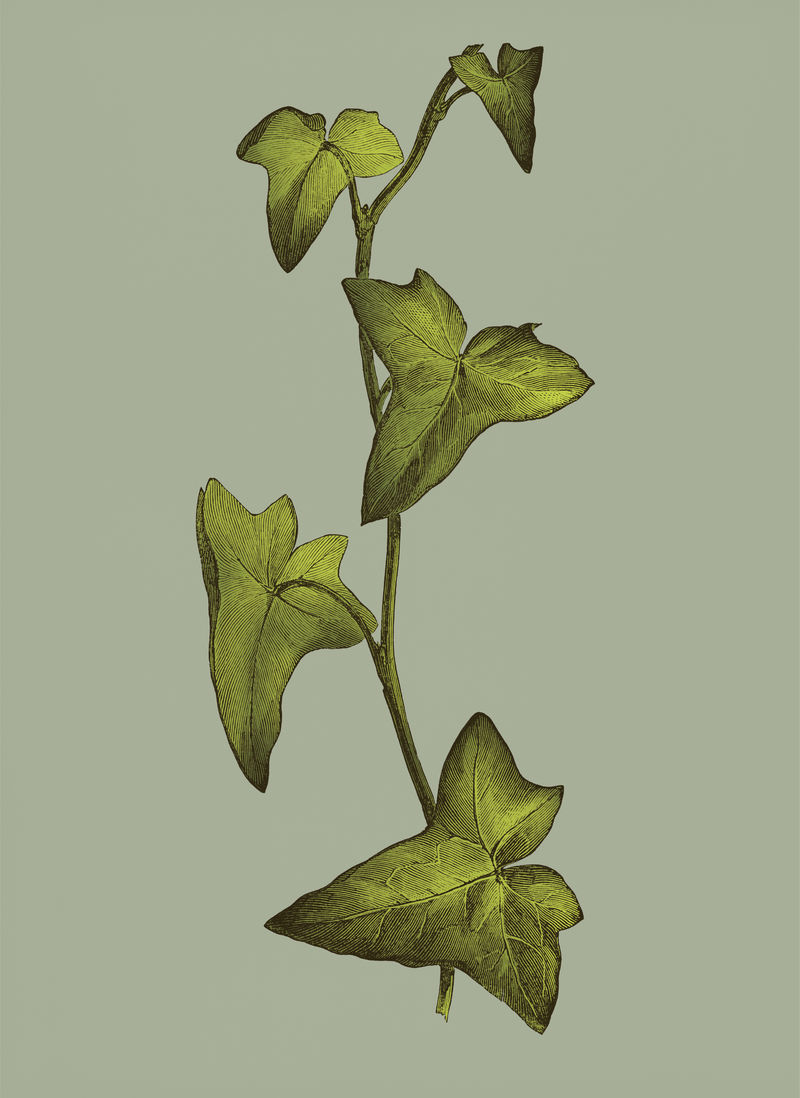 矢状叶的复古插图