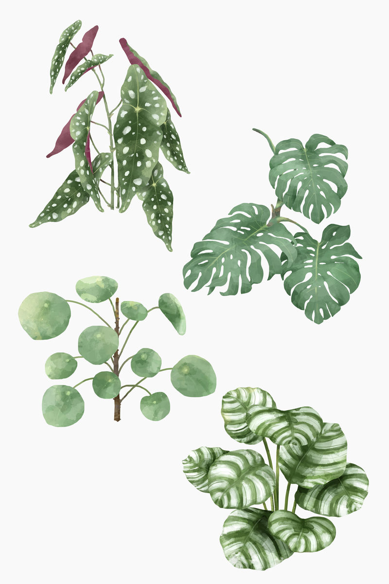 热带植物插图集