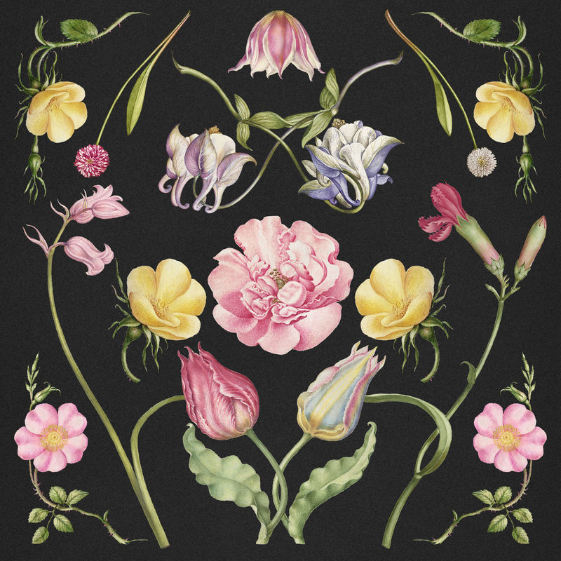 复古花卉插画套装由乔里斯·霍夫纳格尔（Joris Hoefnagel）和格奥尔格·博茨凯（Georg Bocskay）的书法模型书混合而成