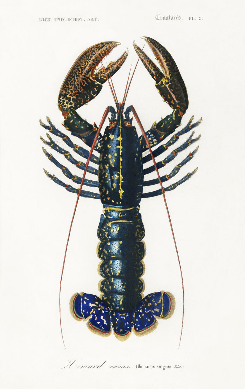 深红色小龙虾（Palemon Ornatum）复古墙画印刷海报设计混搭自原始艺术品