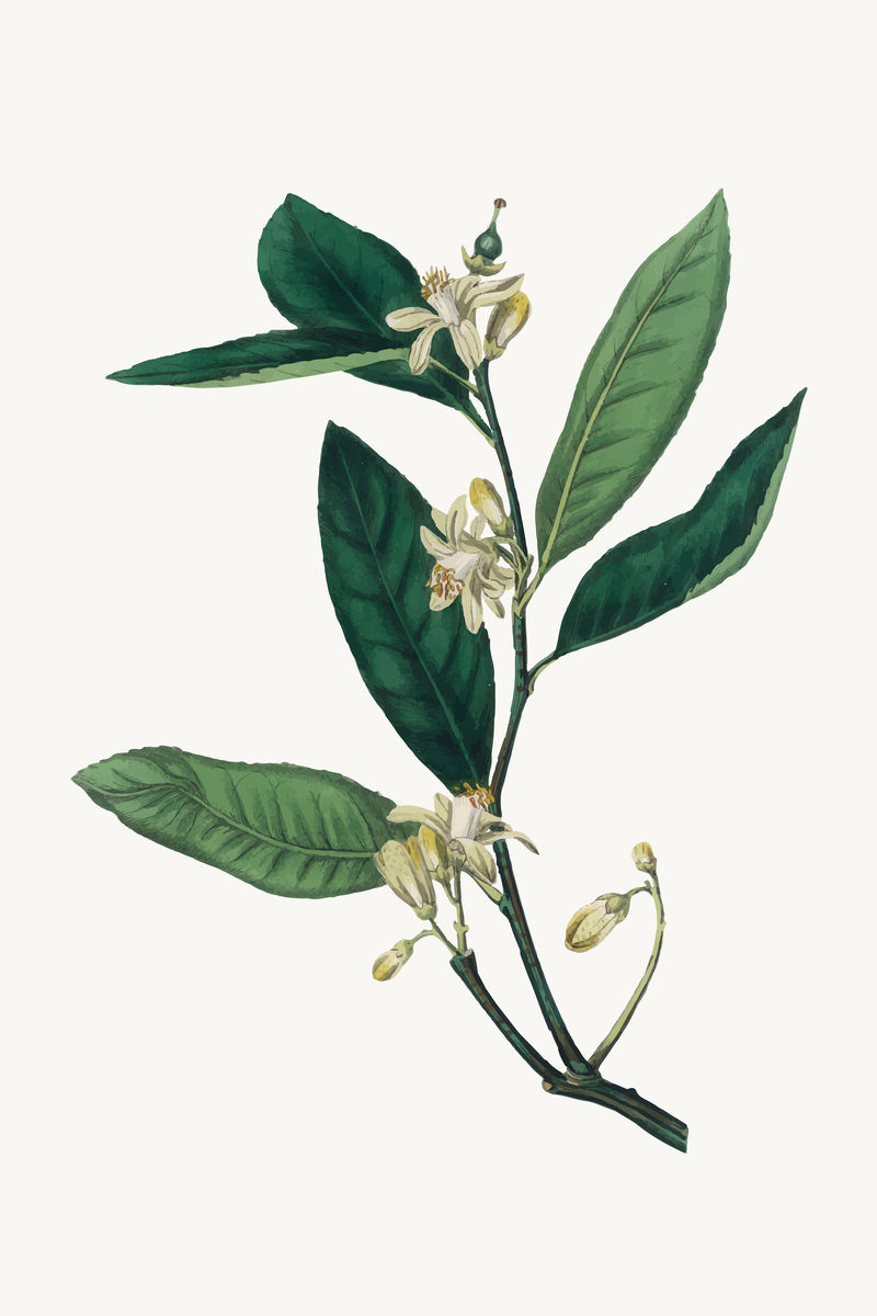 矢量植物香茅叶插图