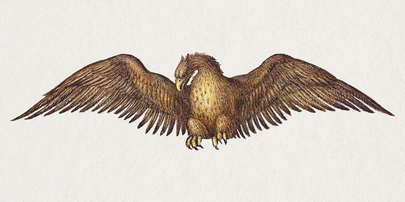 Psd手绘复古秃鹫鸟