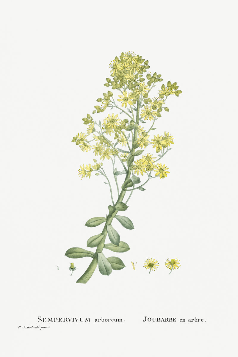 手绘Sempervivum Arboreum(树屋韭菜)插图