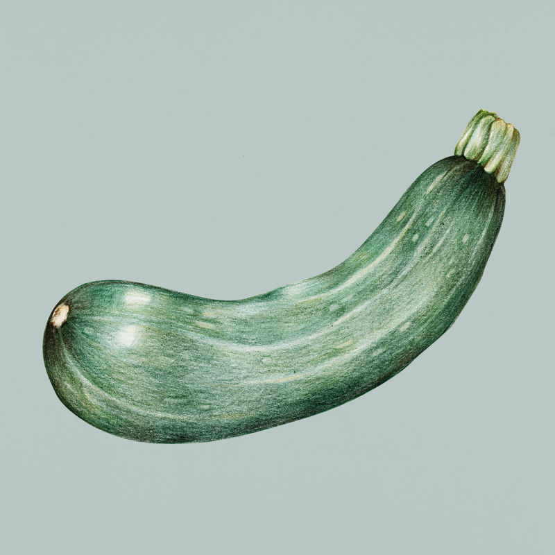 手绘西葫芦插图