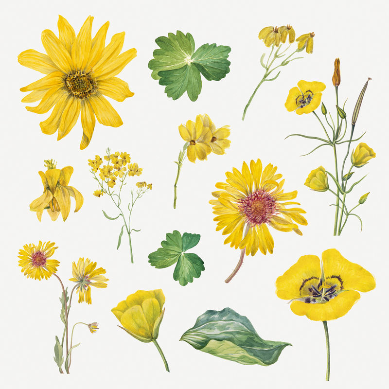 盛开的黄色花朵psd手绘插花套装