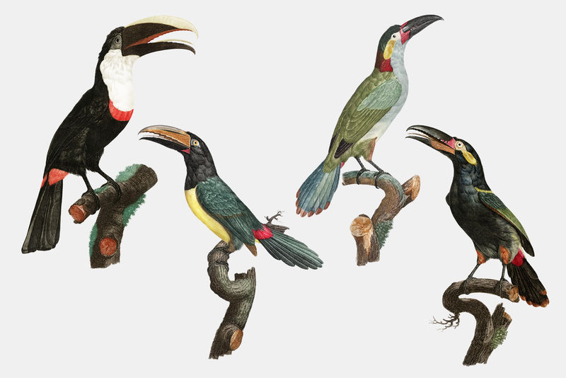 复古鸟类动物贴纸套装