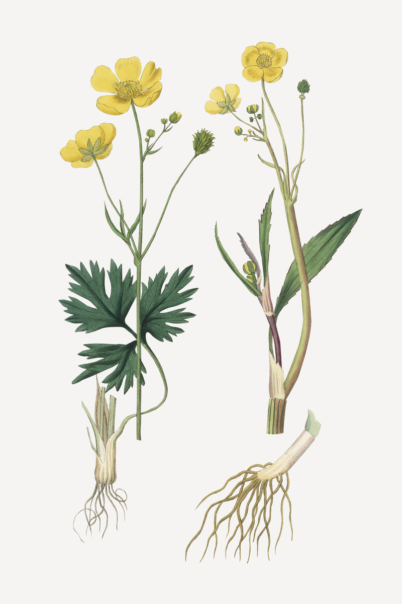 植物性小龙舌兰植物复古素描