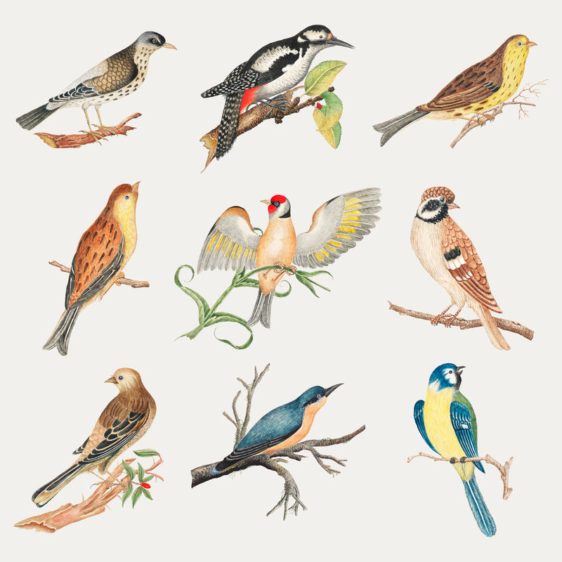复古水彩鸟插图矢量集从18世纪史密森档案馆的艺术品中混合而成