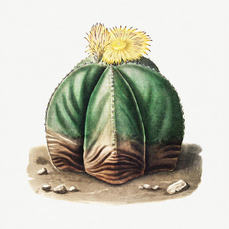 复古毕肖普\u0026#39;s帽仙人掌设计元素