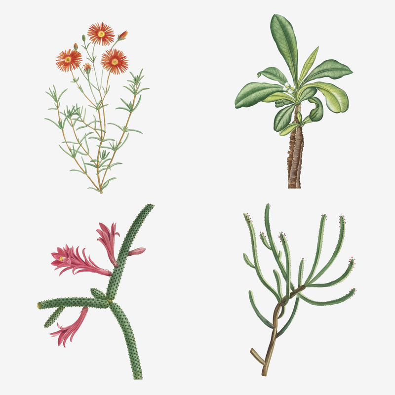 肉质植物和仙人掌的向量集
