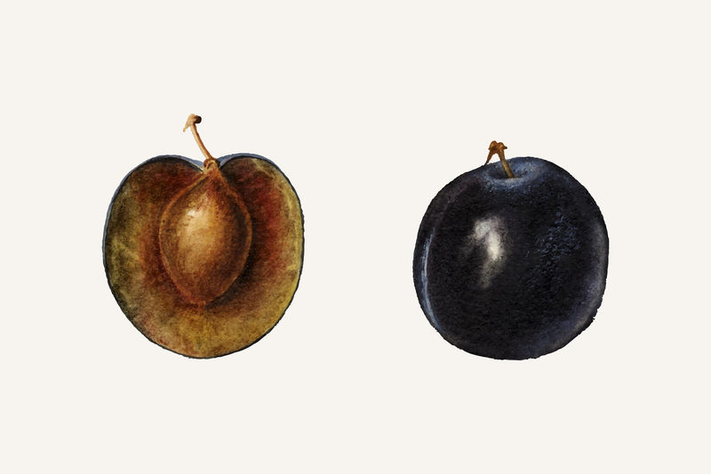 复古李子图解矢量