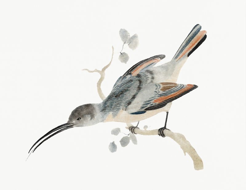 蜂鸟(1688-1698)作者\u003ca href=\