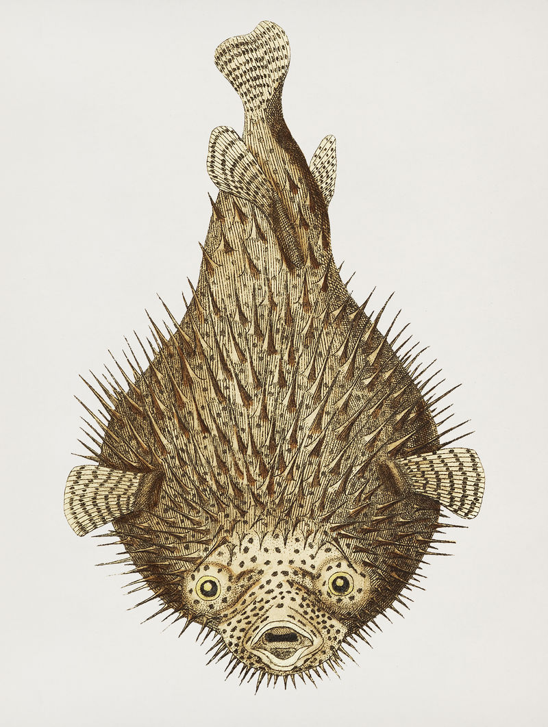 豪猪的经典插图