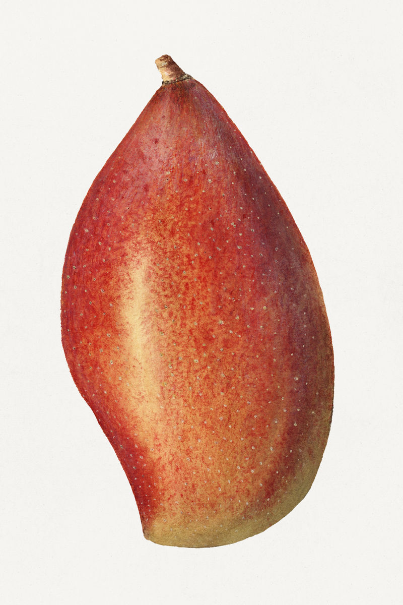 复古芒果插图模型