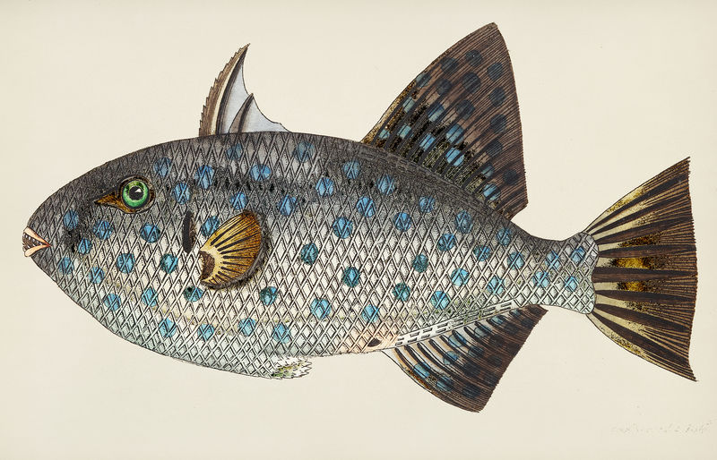 从博物学家那里看到的插图；乔治·肖（1751-1813）的《s杂项》（1789-1813）