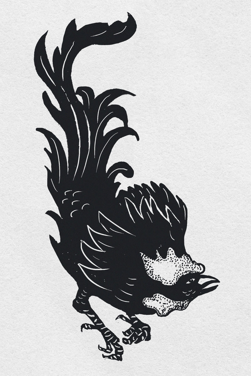 Rooster psd黑鸟模板图案手绘剪贴画