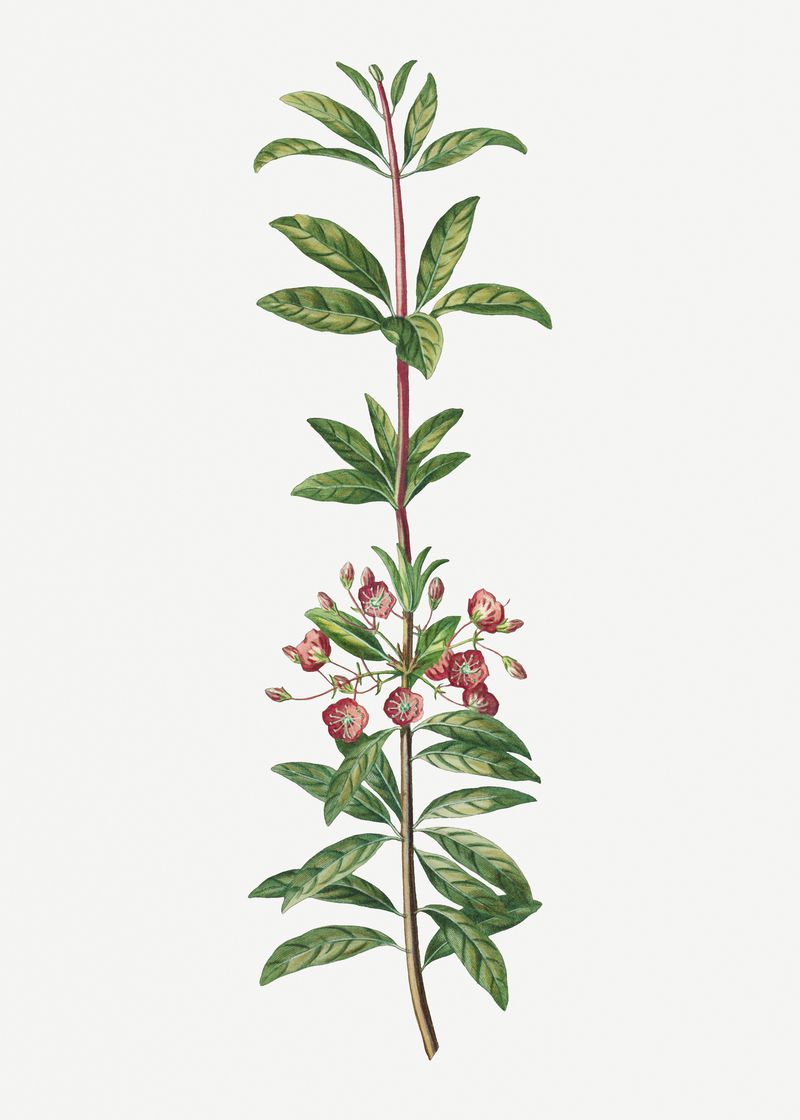 复古粉色花朵设计元素