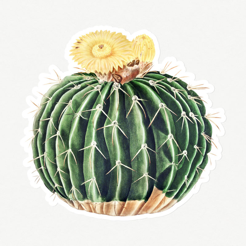 复古帕罗迪亚仙人掌贴纸白色边框