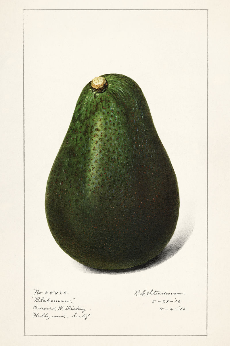 古董鳄梨插图模型