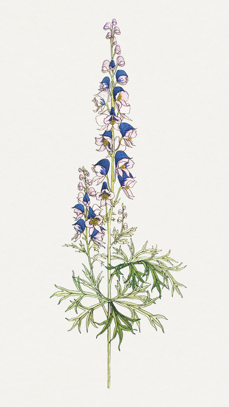 复古乌头花设计元素