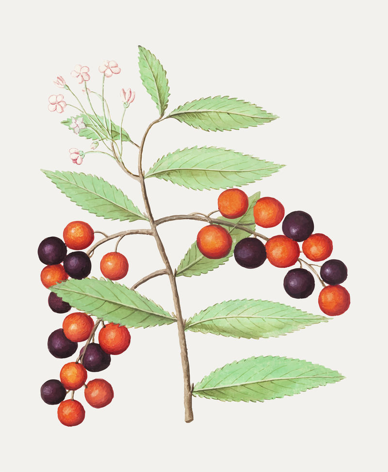 vector中的复古鸟樱桃插图