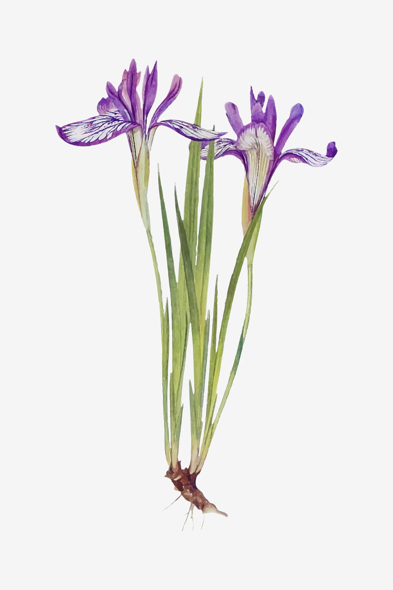 复古鸢尾花插图矢量