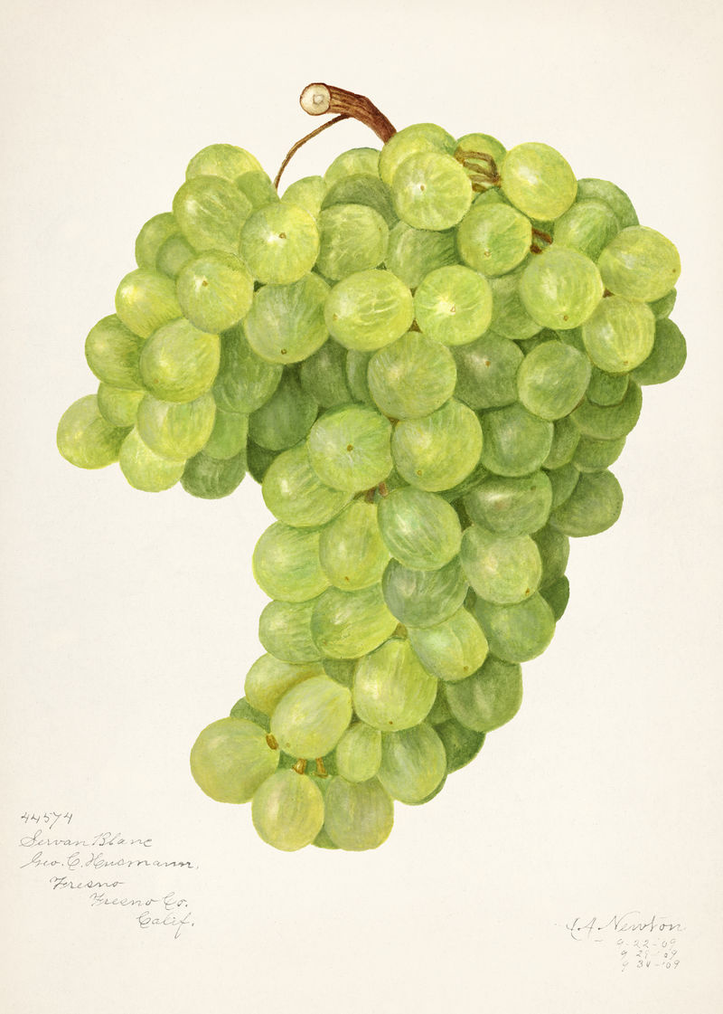 一堆绿色葡萄插图模型