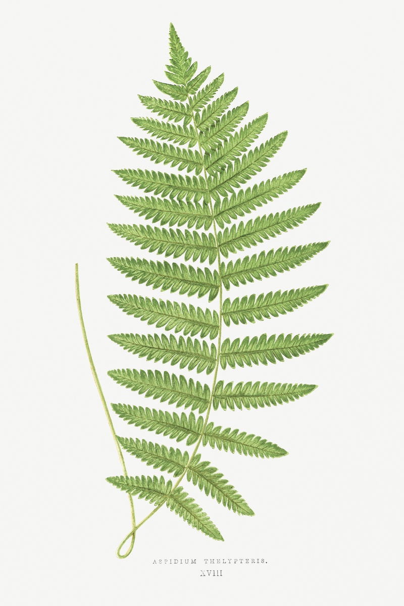 蜘蛛抱蛋蕨复古插图模型