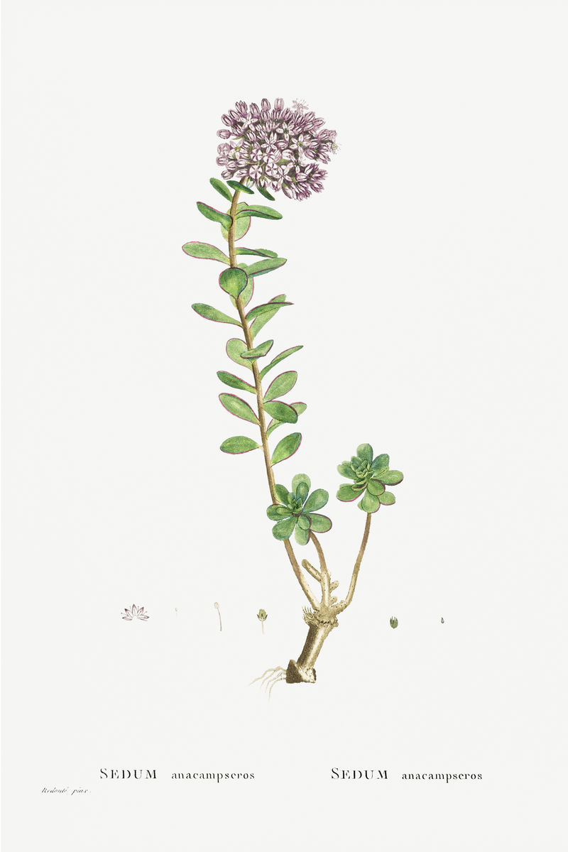 手绘景天（Loce Restorer）插图