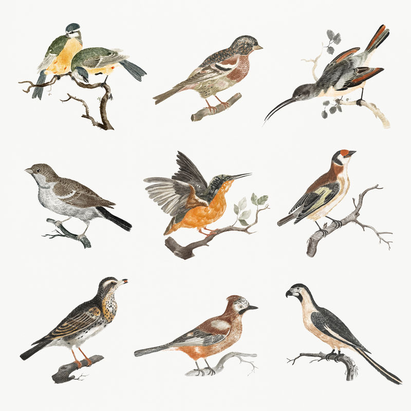 手绘鸟psd复古插图集