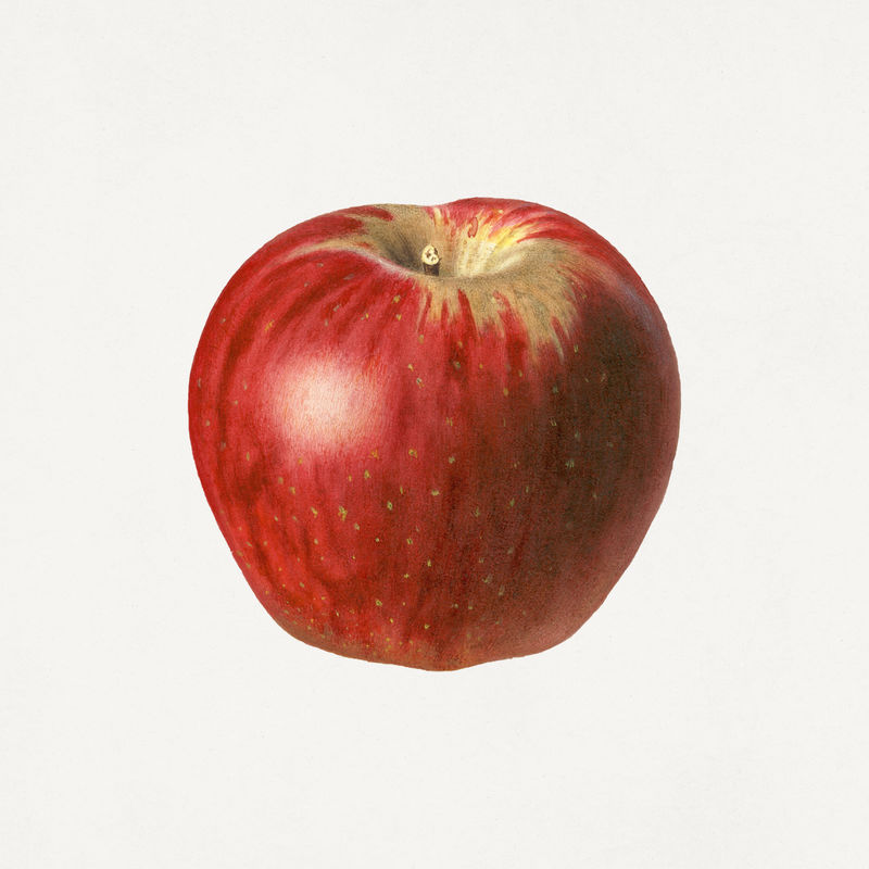 复古红苹果插图模型