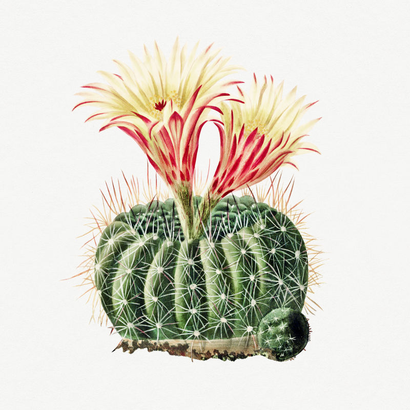 复古太阳杯仙人掌设计元素