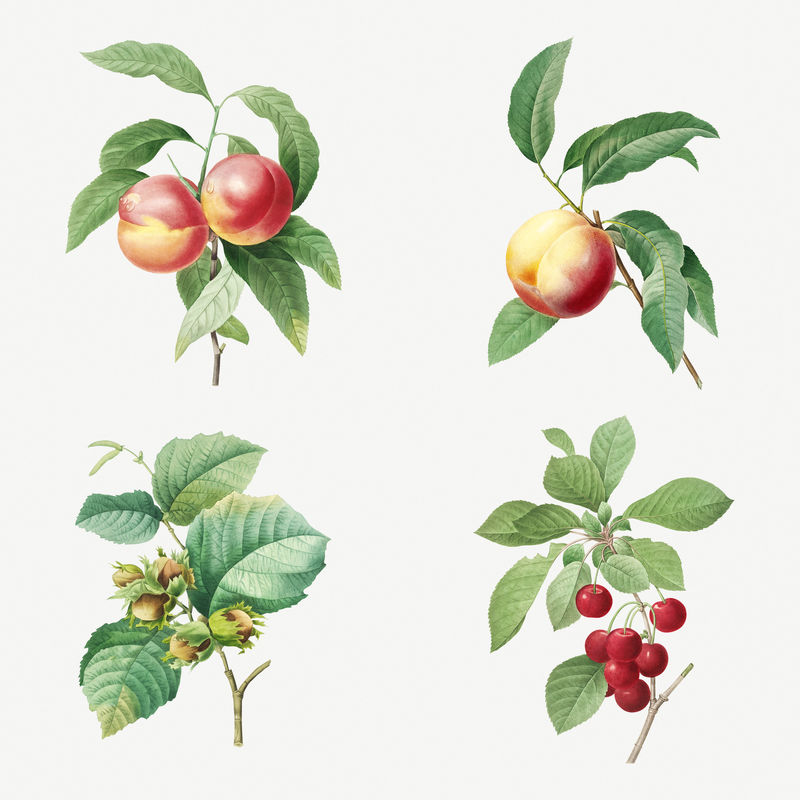 水果贴纸设计资源集