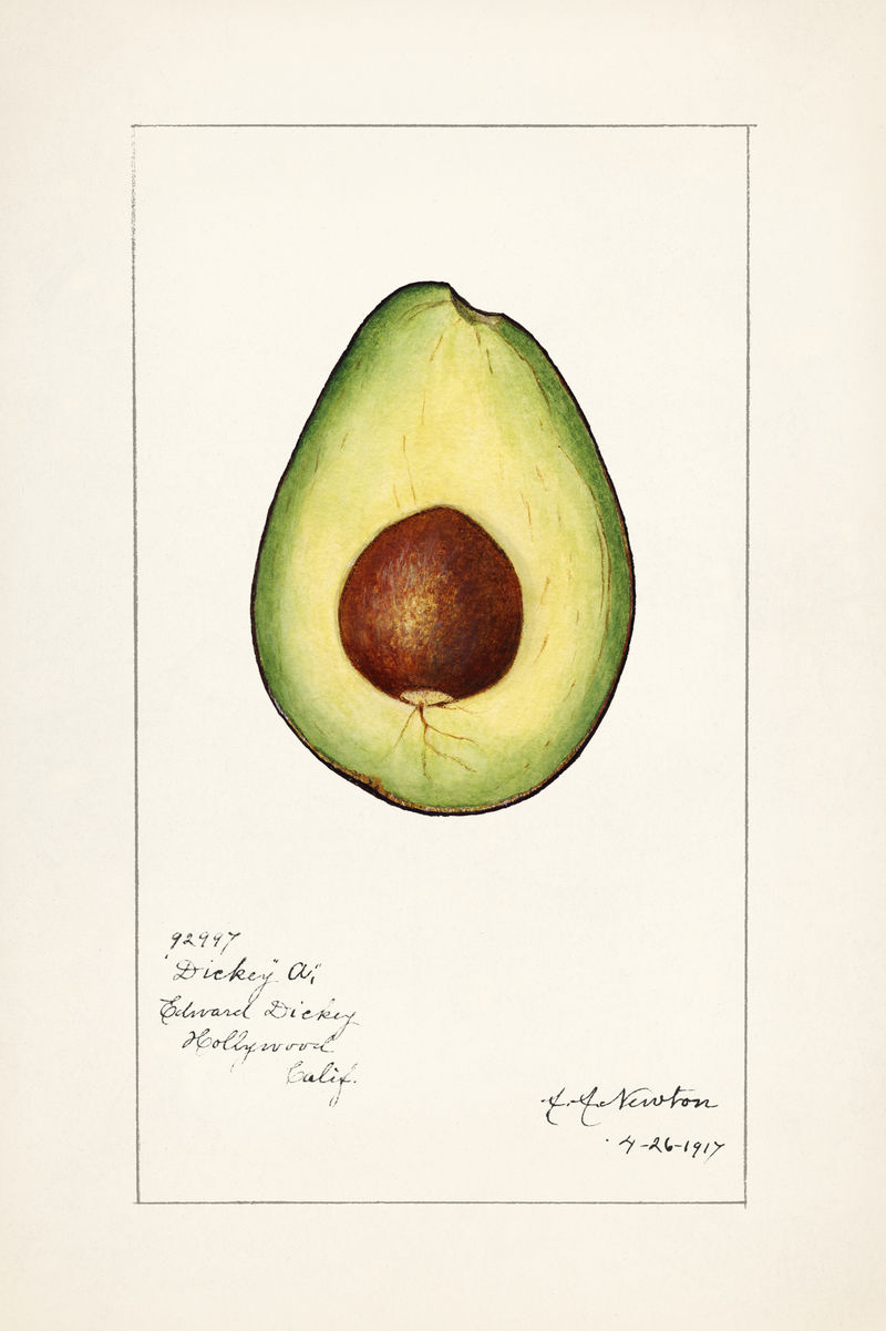 古董鳄梨插图模型