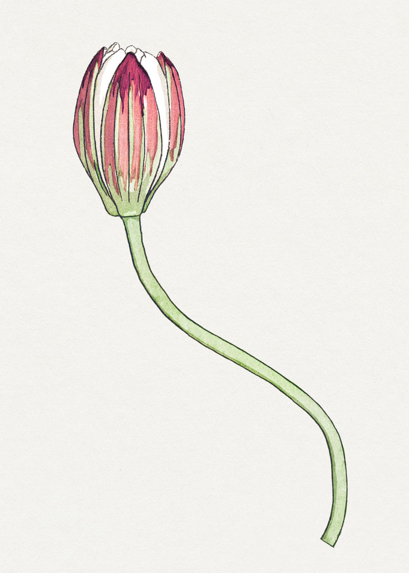 复古睡莲花设计元素