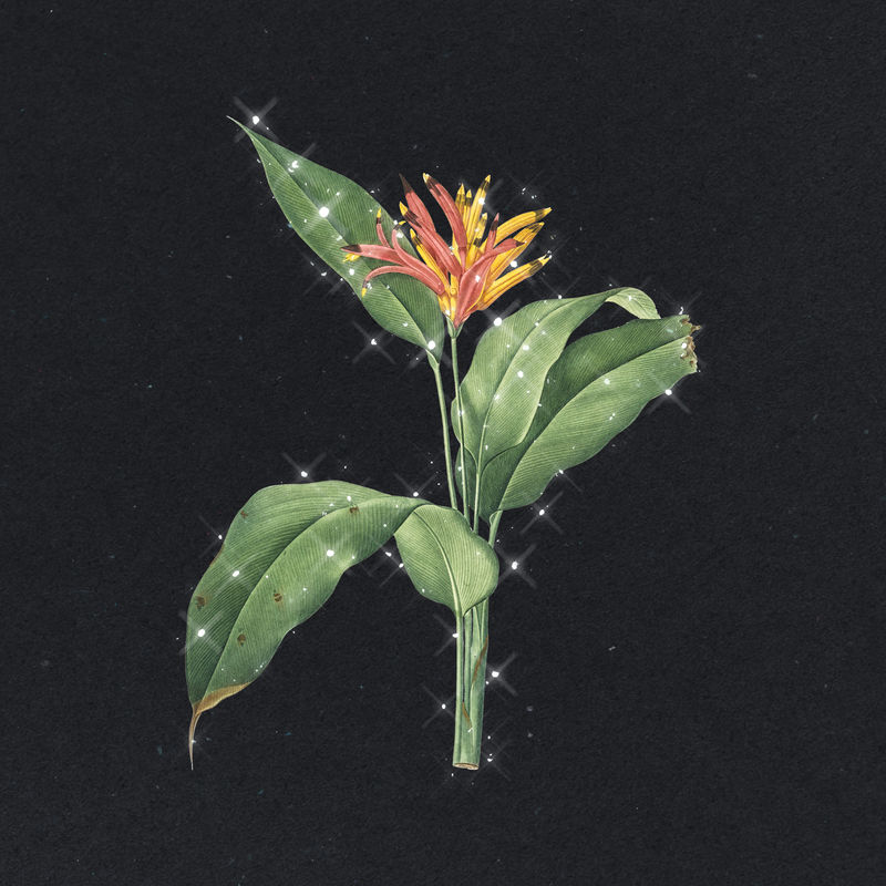 手绘闪亮龙虾爪花朵设计元素