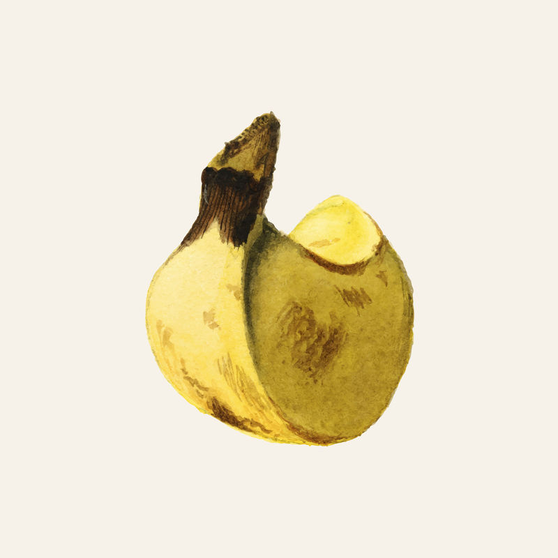 复古香蕉图解矢量