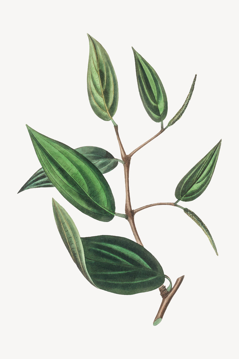 矢量植物胡椒叶插图素材-高清图片-摄影照片-寻图免费打包下载