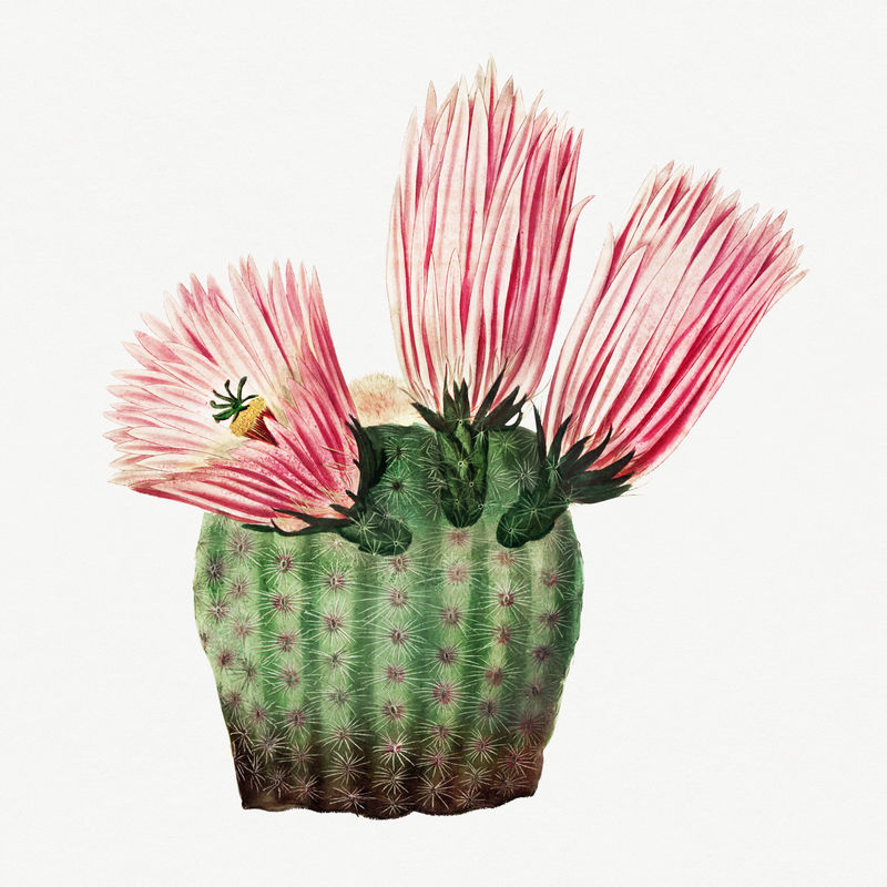 复古彩虹仙人掌设计元素