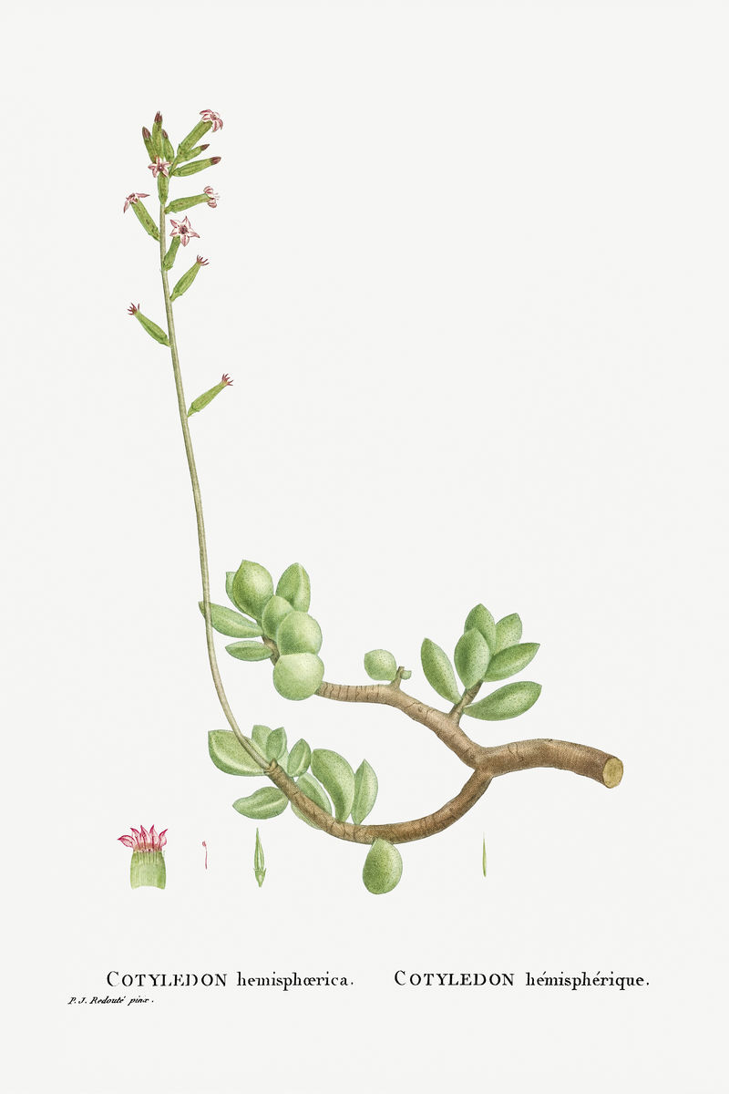 手工绘制的半边旗子叶（厚\u0026ndash；叶香芹）插图