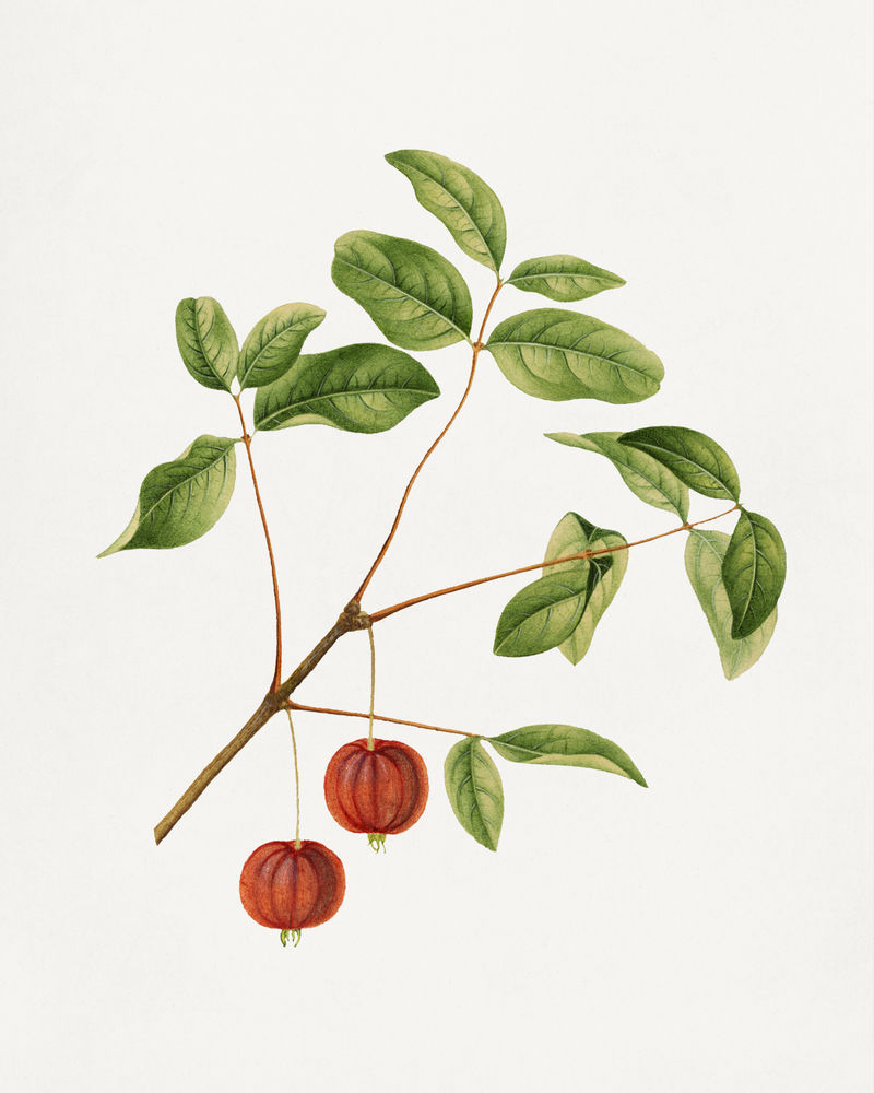 老樱桃插图模型