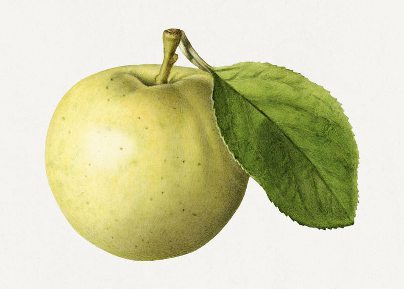 复古青苹果插图模型