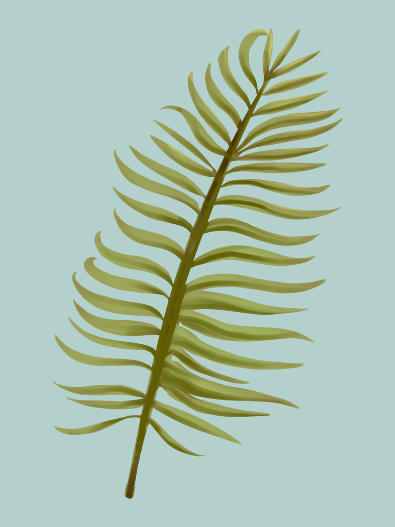 热带阿罗卡棕榈叶插图