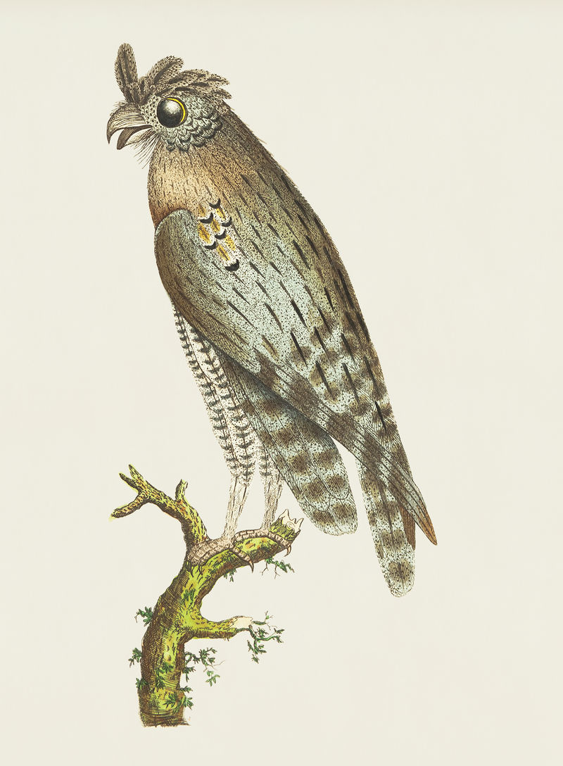 来自博物学家的最小角猫头鹰插图\u0026#39;乔治·肖(1751-1813)的《s杂项》(1789-1813)