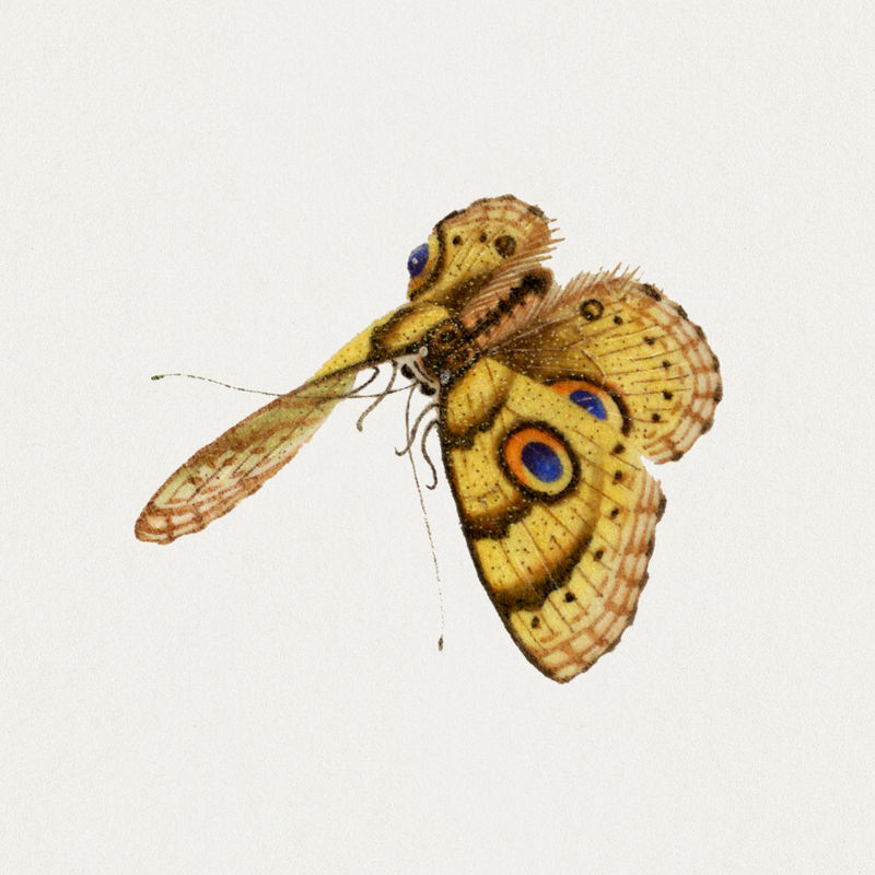 蝴蝶与眼点psd复古插图